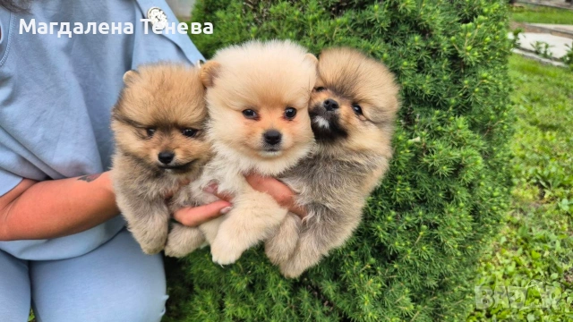 Померан, снимка 2 - Померан - 54727289