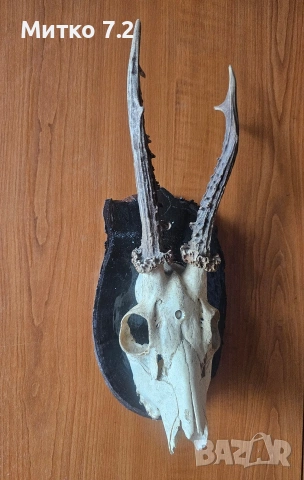 Трофей от сръндак, снимка 4 - Декорация за дома - 53984017