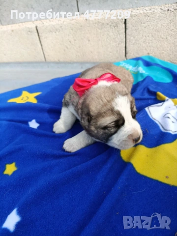 САО-АЛАБАЙ , снимка 6 - Други - 53970670