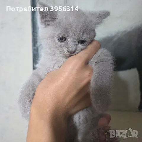 British Shorthair 61 дена, снимка 8 - Британска късокосместа - 55661938