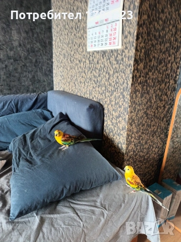 Пойни папагали с клетки , снимка 14 - Папагали - 55163669