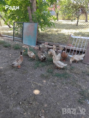 Продавам обикновени патици, снимка 2 - Патици и гъски - 55102351