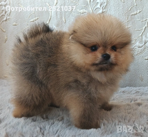 Мини померанчета , снимка 2 - Померан - 54985084