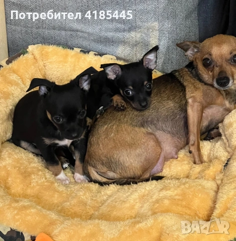 Пинчер, снимка 3 - Пинчер - 54979276