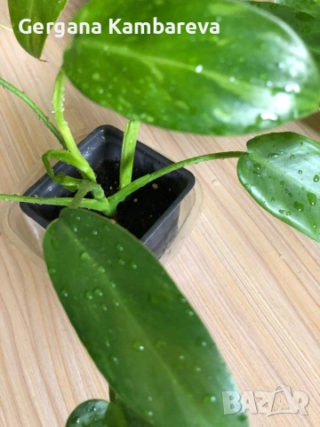 Philodendron Jose Buono 