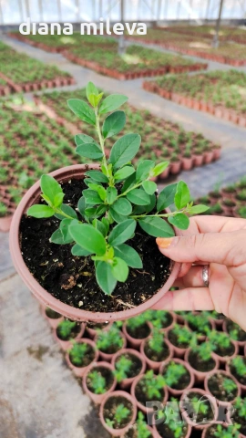 Котонеастър Дамери Мажор, Cotoneaster Dammeri Major, снимка 9 - Градински цветя и растения - 55283660