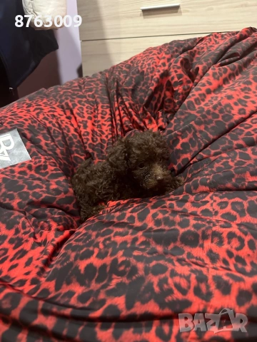 Пудел той , снимка 2 - Пудели - 54366732