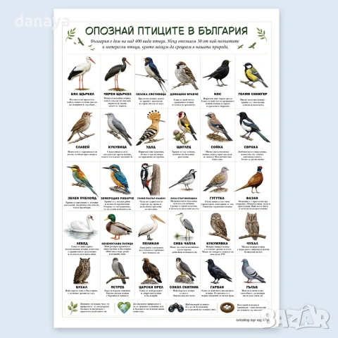 6791 Образователно табло Опознай птиците в България, А3 формат