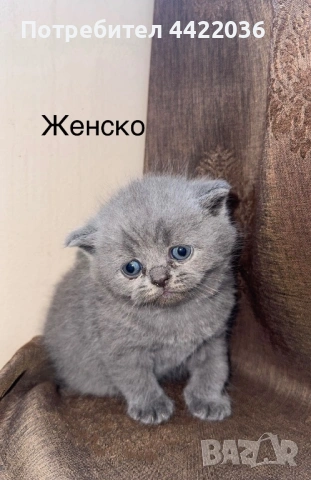 Чистокръвни британски котенца 