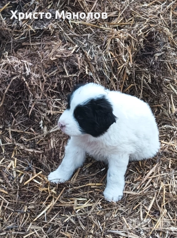 Каракачанско овчарско куче, снимка 9 - Каракачанска овчарка - 53652414