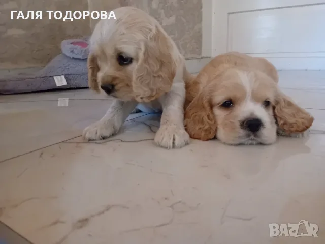 Американски кокер шпаньоли