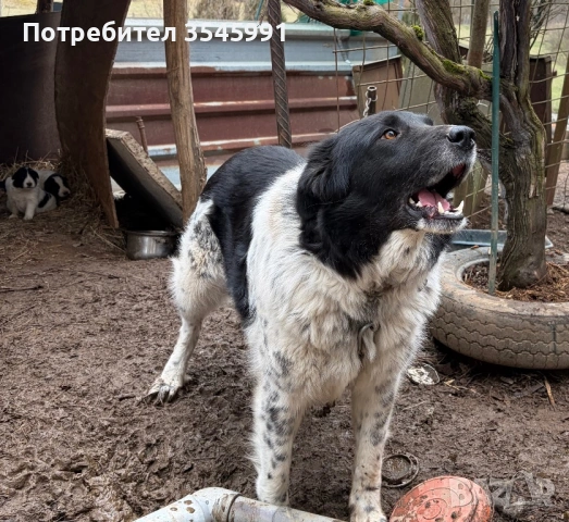 Кученца Каракачанка, снимка 9 - Каракачанска овчарка - 54076615