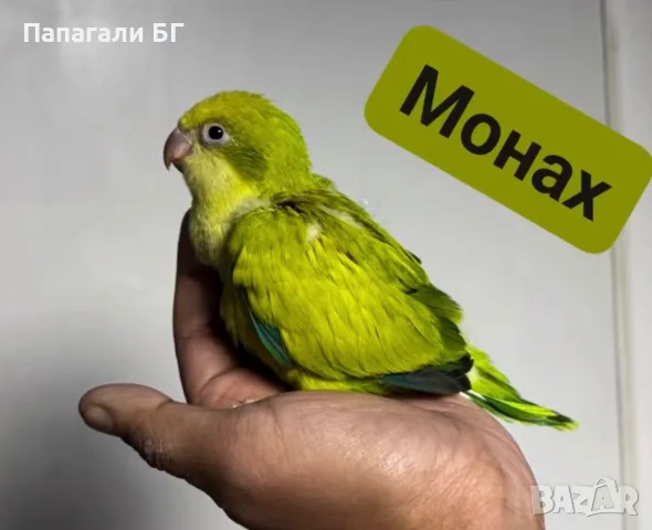 Папагал Монах -ръчно хранени
