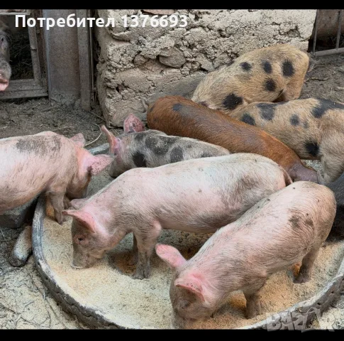 Продавам прасенца , снимка 2 - Прасета - 55317230