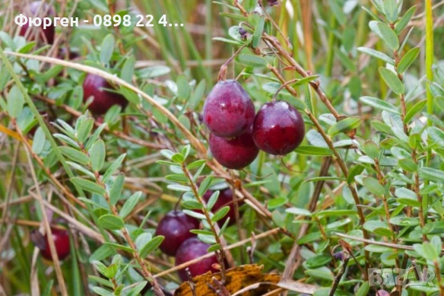 Американската червена боровинка, снимка 8 - Разсади - 52922778