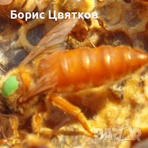 Оплодени пчелни майки