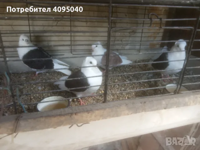Продавам гълъби, снимка 11 - Гълъби - 51379486