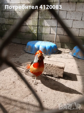 фазани , снимка 6 - други­ - 52227024