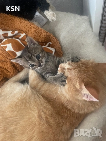 Котенце , снимка 7 - Други - 54705843