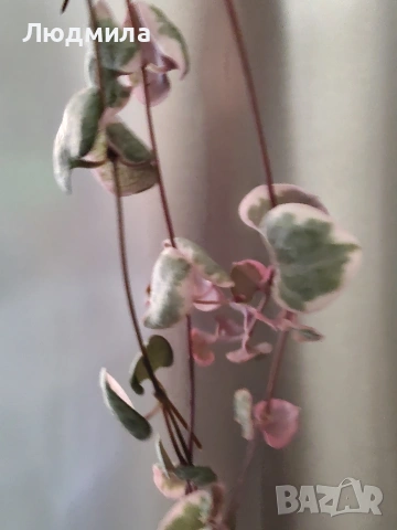 Церопегия Ууди варигата /Ceropegia woodii Variegata, снимка 2 - Стайни растения - 54899791