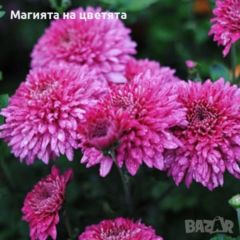 Хризантема Marielle лилава, снимка 2 - Градински цветя и растения - 55100617
