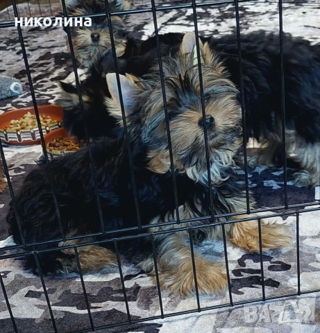 продавам йоркширски териери , снимка 7 - Йоркширски териер - 54806221