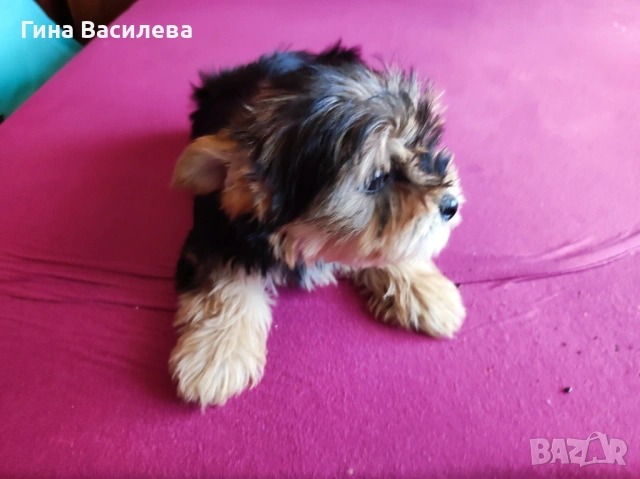 мини йоркширски териер