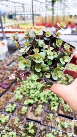 Кализия, Callisia Repens Care, снимка 11 - Стайни растения - 42265579