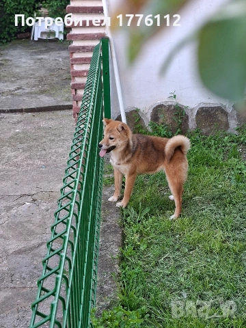 Шиба ину женско, снимка 7 - Шиба ину - 54681928