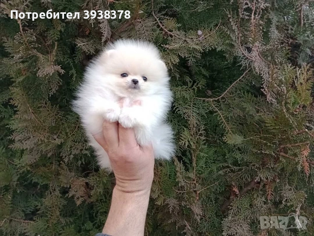 Мини померан