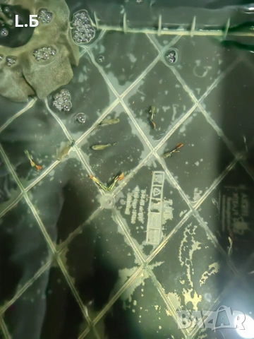 Гупи дъмбо мозайка, снимка 2 - Рибки - 54241558