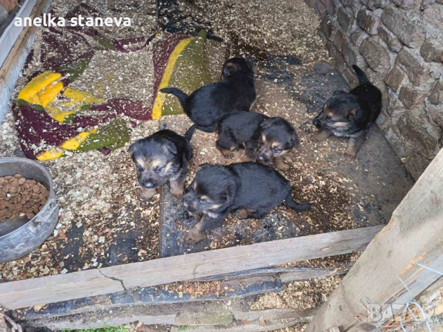 Немски овчарки , снимка 4 - Немска овчарка - 54027748