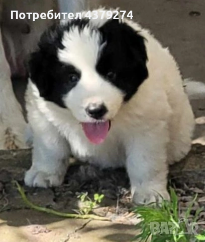 линия Гуджо-върлан и зорка, снимка 3 - Каракачанска овчарка - 54283836