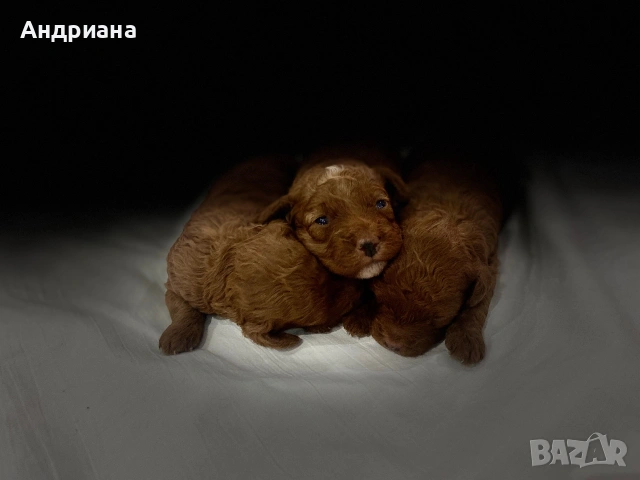 Сладки пуделчета