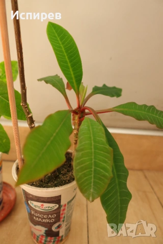 Пасифлора, Маракуя, Passiflora edulis, 2 бр. растения за 3 евро + бонус !, снимка 4 - Стайни растения - 54919126