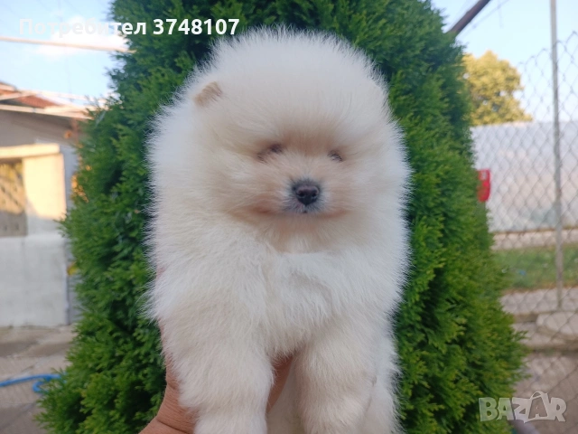 Померан/Померани , снимка 3 - Померан - 53999282