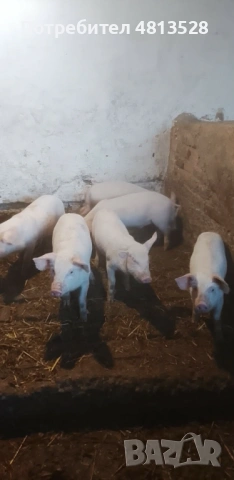 Продавам прасета около 20 кг