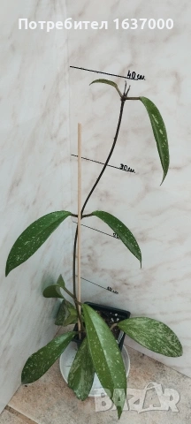 Хоя Publicalyx silver spot 