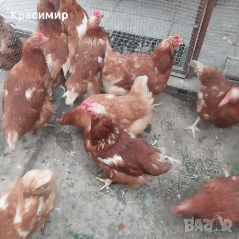 Кокошки носачки, снимка 2 - други­ - 54881268