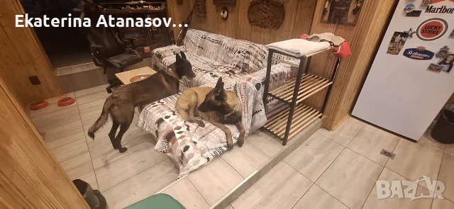 Белгийска овчарка малиноа, снимка 10 - Белгийска овчарка - 55655285