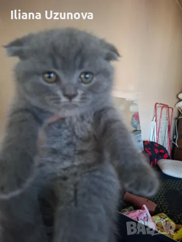 Шотландски котенца , снимка 6 - Британска късокосместа - 55530549
