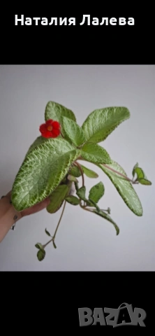 Еписцея, episcia silver sheen, снимка 3 - Стайни растения - 54773938