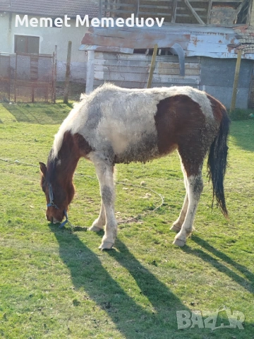 Продавам женско конче на година и десет месеца , снимка 3 - Коне - 54056299