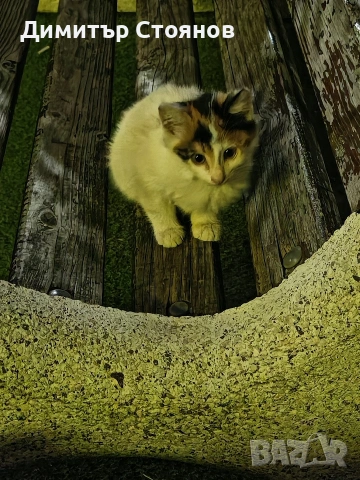 Подараваме малко коте, снимка 2 - Други - 55162509