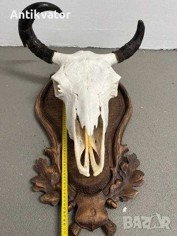 Трофей от бизон с дърворезбована поставка, снимка 3 - Декорация за дома - 54346300