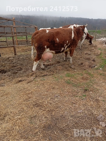 Продавам четири крави и четири телета,, снимка 3 - За селскостопански - 54122735