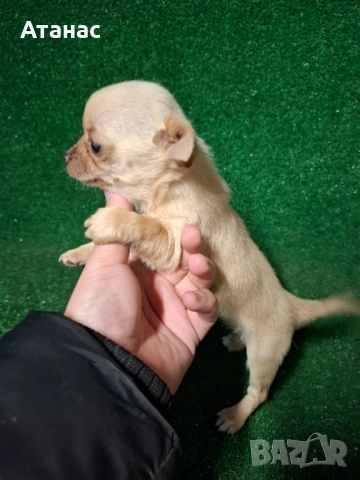 Чихупинчер