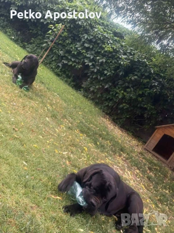 Кучета Кане Корсо