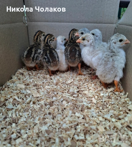 Токачки , снимка 6 - Кокошки и пуйки - 54733441