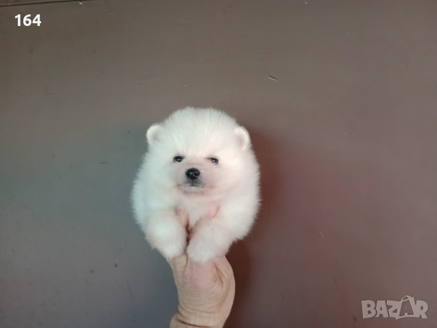 Бели Померани. Различни възрасти! , снимка 4 - Померан - 54149246